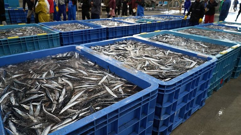 ¿Qué tan justo es el 'Comercio justo' en la pesca?